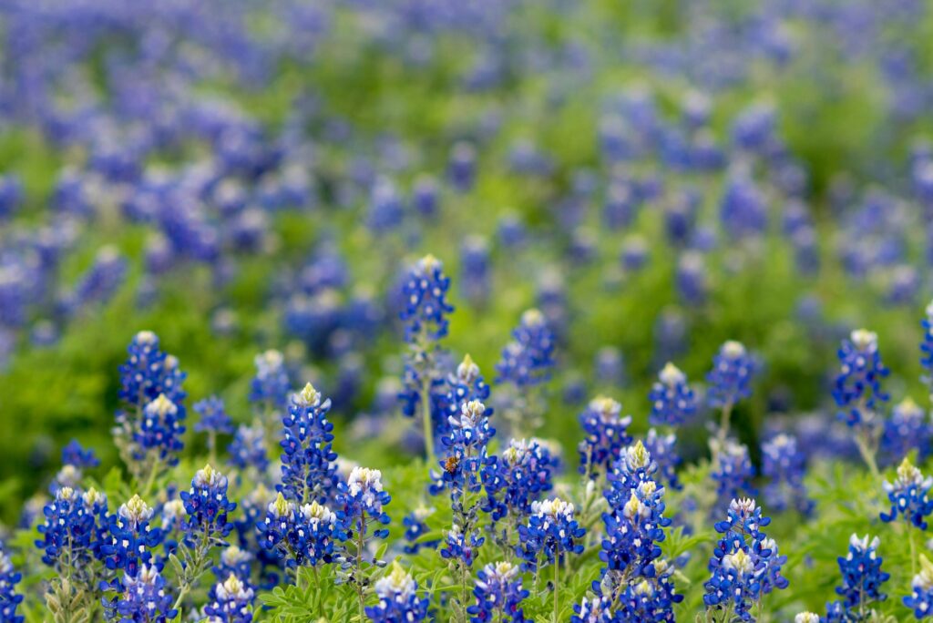 A vibrant field of Texas bluebonnets in full bloom during springtime, capturing nature's beauty.